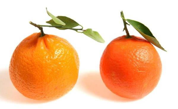 Mandarine & Clementine